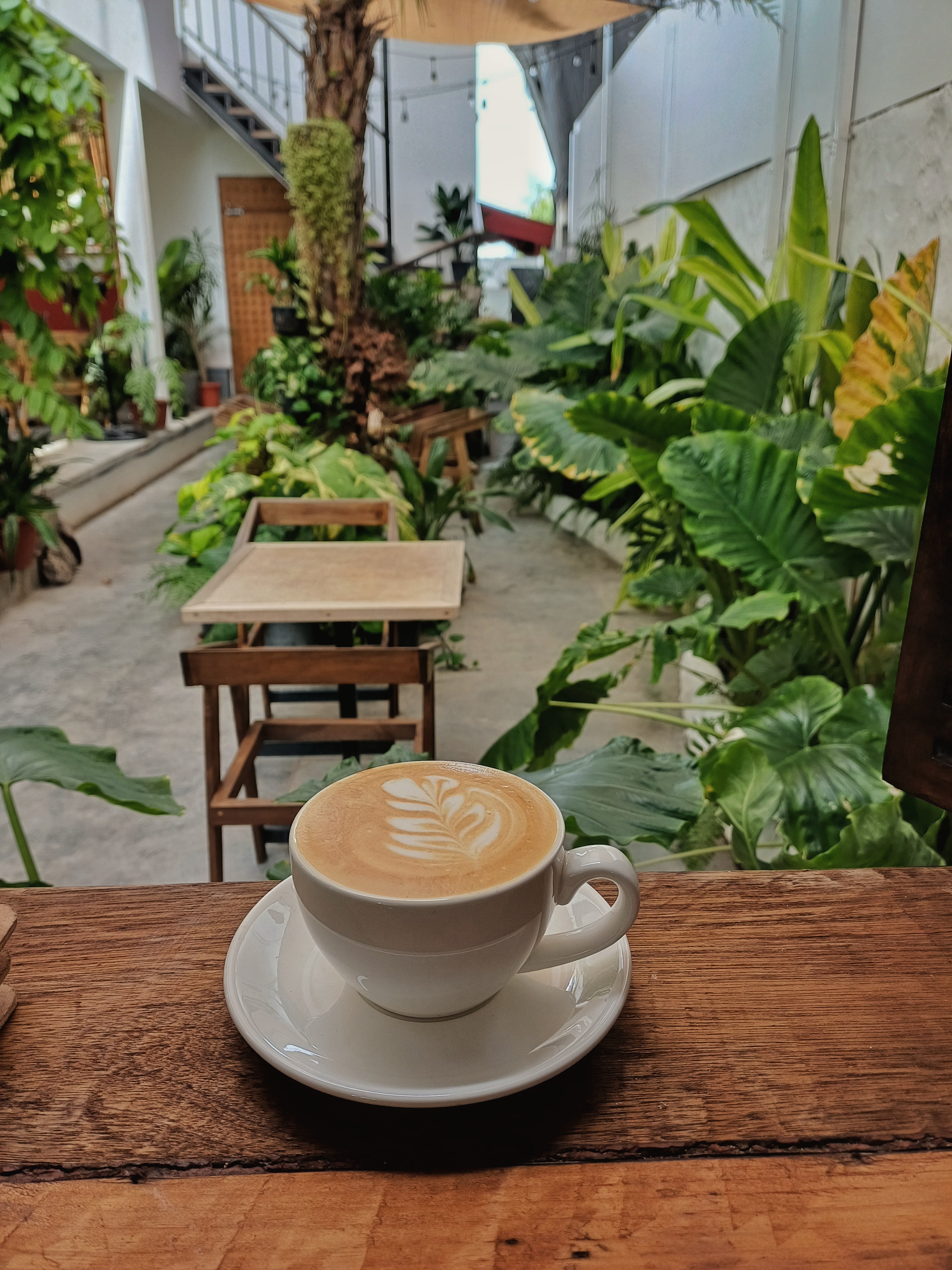Gallery image 3 for White Mangrove in Hulhumalé
