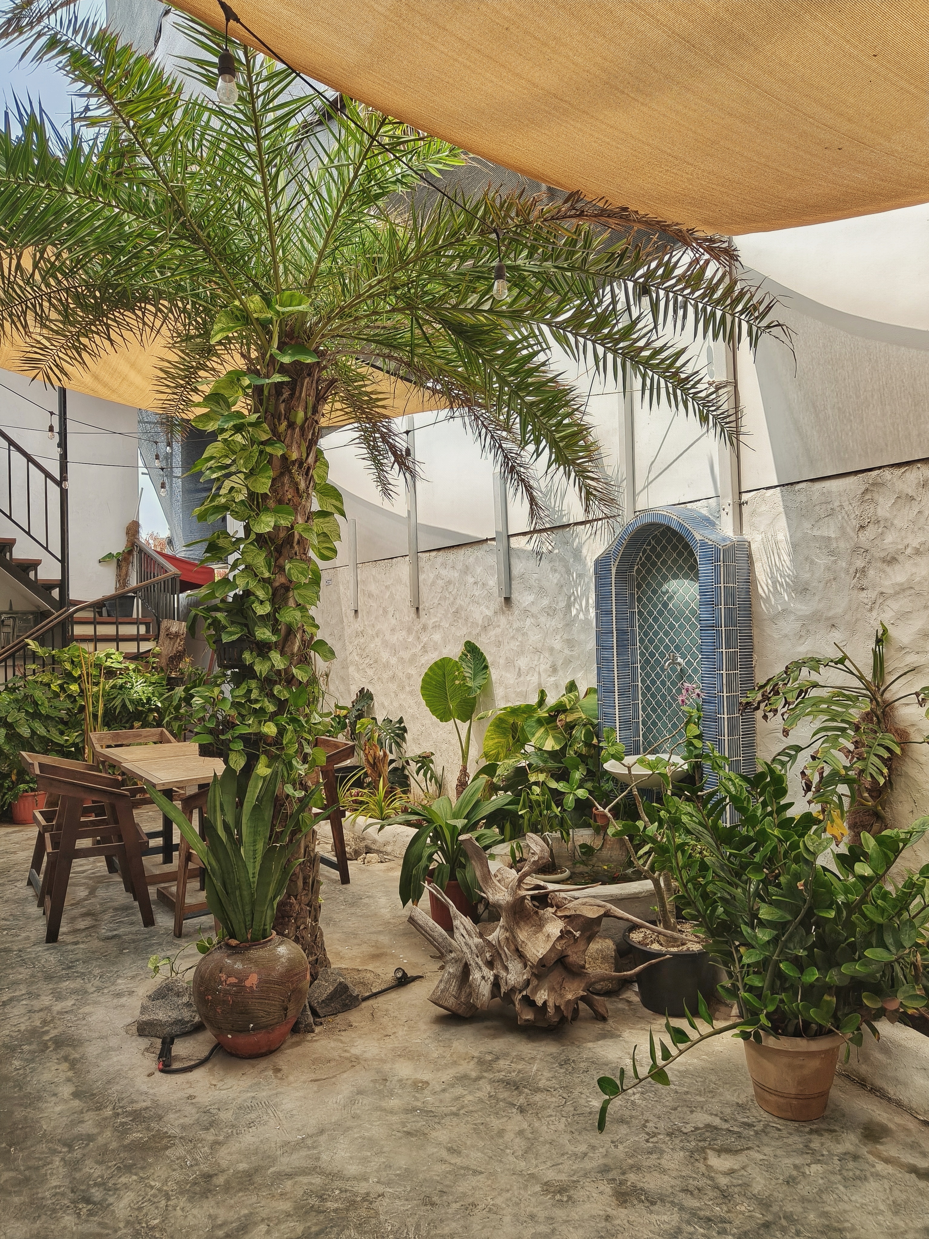 Gallery image 2 for White Mangrove in Hulhumalé